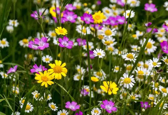 Créer un jardin de fleurs sauvages